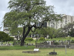 A wide shot of an old cemetery with tombstones, some shaded by a very large tree. In the background are three condominium builldings.